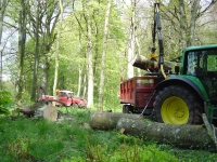  clearing up a nice windblown beech